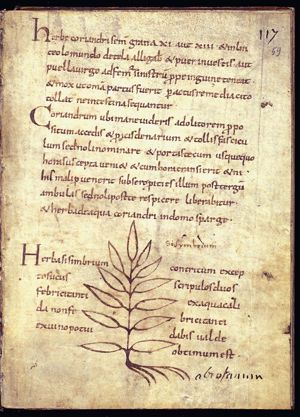 Herba sisimbrium