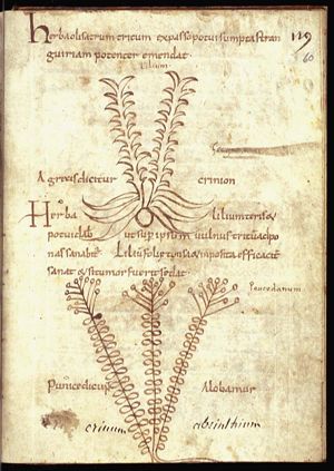 Herba lilium; crinion