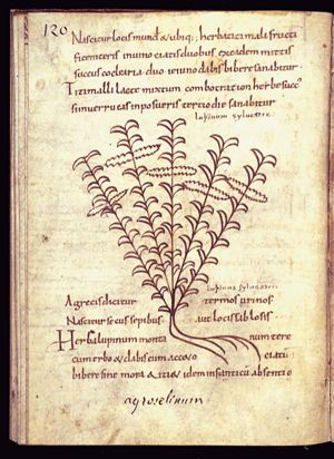 Herba lupinum montanum