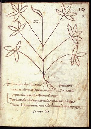 Herba cannabis silvatica (hemp)