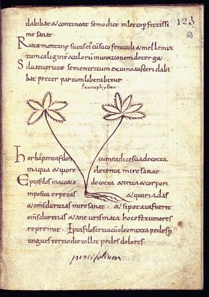 Herba quinquefolium