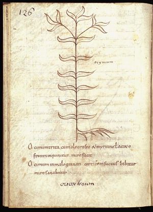 Herba ocimum