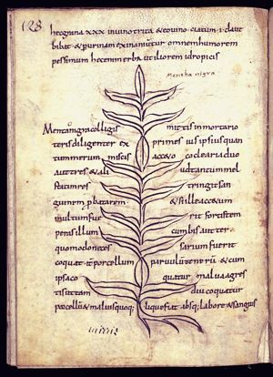 Herba menta nigra