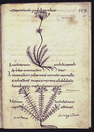 Herba anethum (dill)