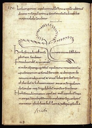 Herba feniculus (fennel)