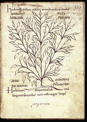 Herba ruta; herba peganon