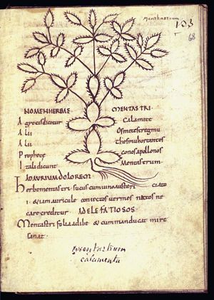 Herba mentastrum