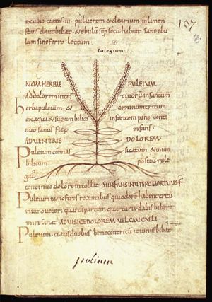 Herba puleium