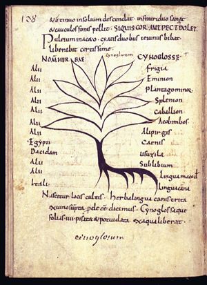 Herba cynoglossa; herba lingua canis (hound's tongue)