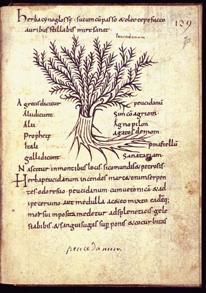 Herba peucedanum (Pseucidonis)