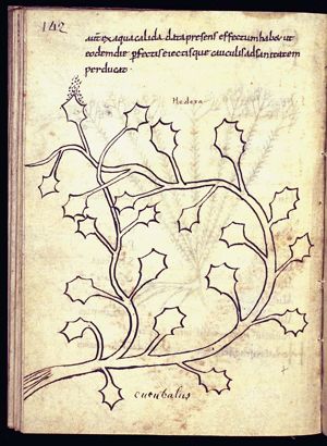 Herba hedera