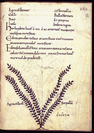 Herba serpullum