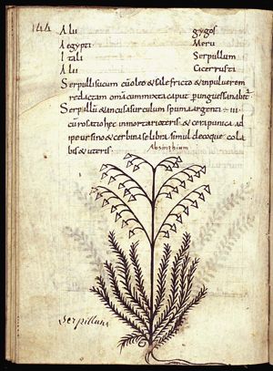 Herba absinthium (wormwood)