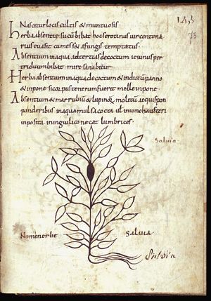 Herba salvia (sage)