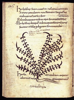 Herba coriandrum (coriander)