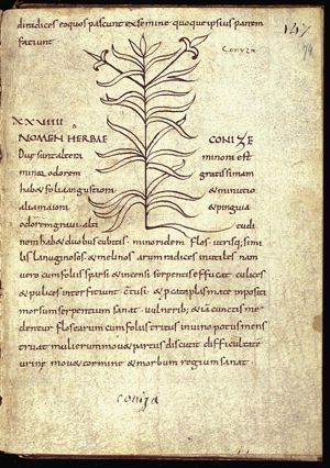 Herba coniza (flea-bane)