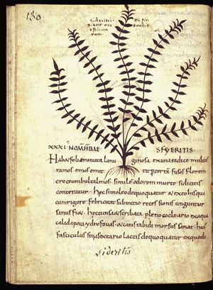 Herba sideritis