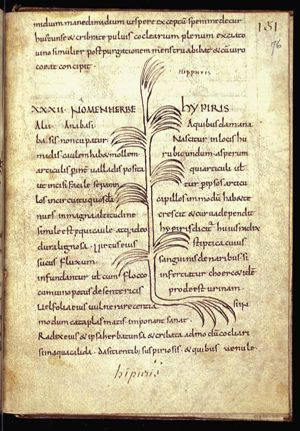 Herba hippuris; herba equiseta