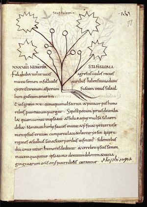 Herba staphis agria