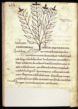 Herba chamelaea (dwarf olive)