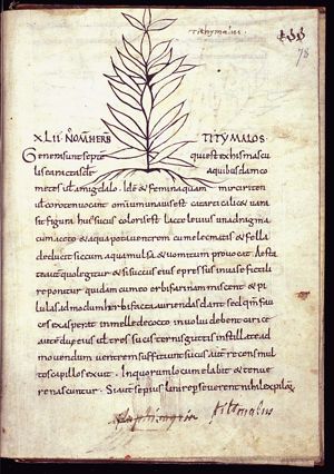 Herba titimallus