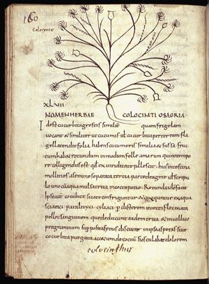 Herba colocynthis agria (colocynth)