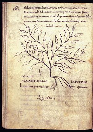 Herba lapatium