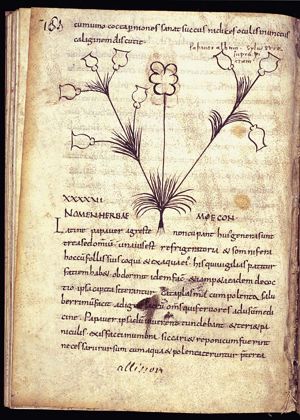 Herba papaver agreste