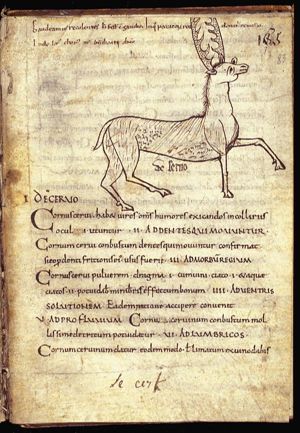 Cervus