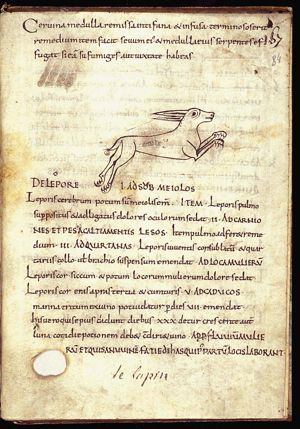 Lepus