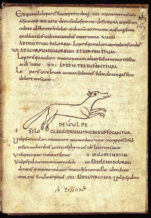 Vulpes