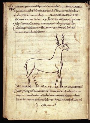 Capra silvatica