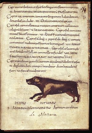 Aper silvestris (wild boar)
