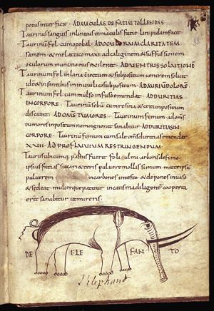 Elefas (an elephant)