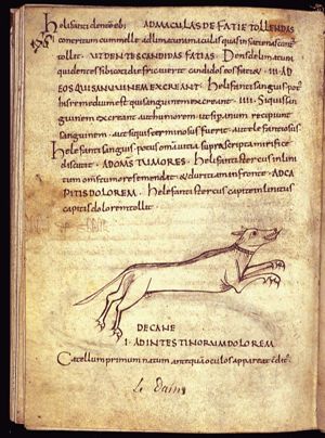 Canis (dog)