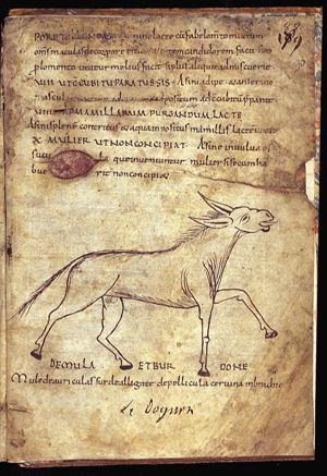 Mulus (mule)