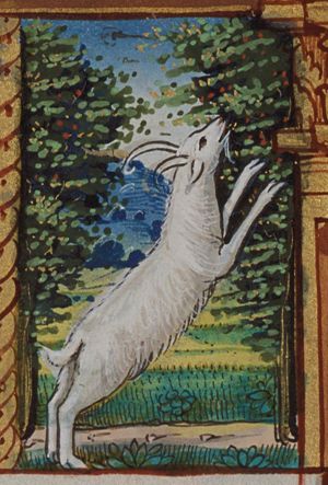 December: Capricorn